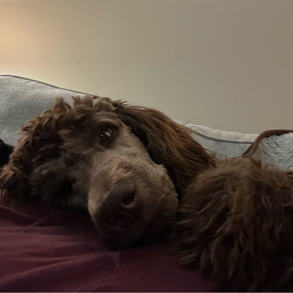 Meet your Posher, Michael